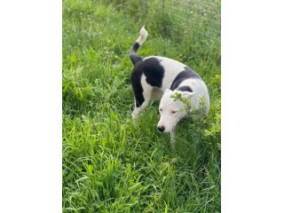 Willow taglia media 18 kg