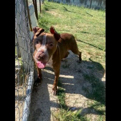 ZOE NON CE LA FA' PIÙ CANE IN ADOZIONE - Foto 4