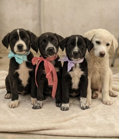 Dolcissimi cuccioli in adozione futura tg. media - Foto 2