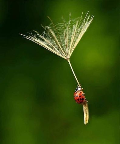 MECCANICA RAZIONALE ELETTROTECNICA MECCANICA FLUIDI e MACCHINE per INGEGNERIA