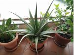 piante da appartamento o terrazzo