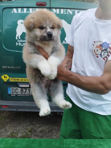 Cuccioli di Akita Inu con pedigree - Foto 4