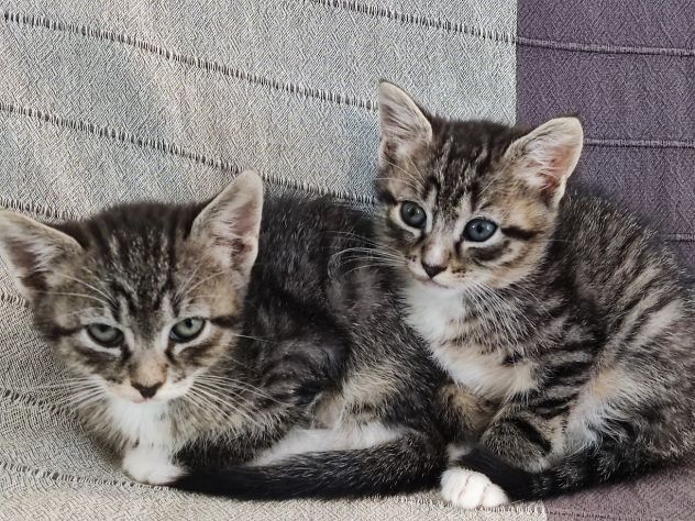 Bellissimi micetti in regalo - Foto 9