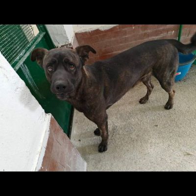 AMOS GIOVANE BELLO GIOCHERELLONE CAGNOLINO IN ADOZIONE - Foto 6