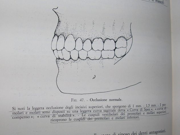 BIOMECCANICA MASTICATORIA - Foto 7