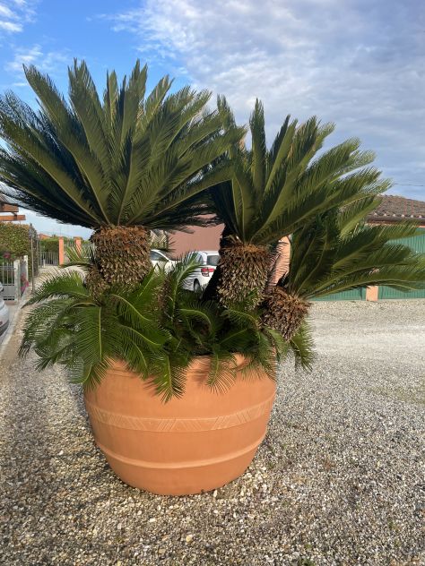 Grande Cycas Revoluta ornamentale adulta - Foto 10