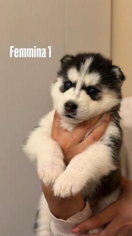 Cuccioli Husky - Foto 3