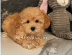 Sofia - Maltipoo Toy Femmina di Alta Selezione | Pagamenti Rateali