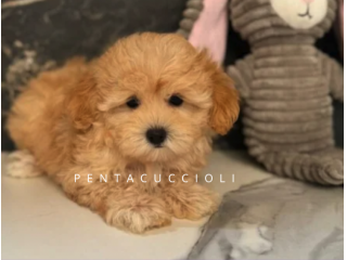 Sofia - Maltipoo Toy Femmina di Alta Selezione | Pagamenti Rateali