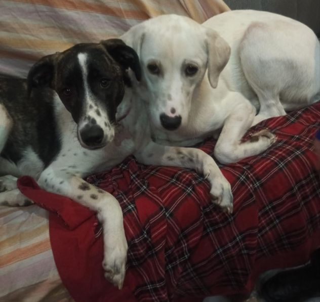 Kira e Kinder: cessione di proprietà - Foto 10