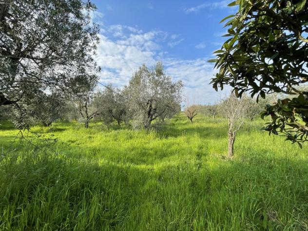 Uliveto in vendita a Casale Marittimo - Foto 7