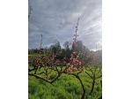 Terreno agricolo in vendita a Lari - Casciana Terme Lari 10260 mq  Rif: 1409837