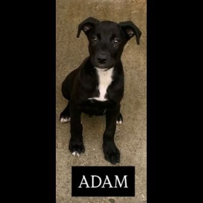 AURY e ADAM SOCIEVOLISSIMI CUCCIOLI IN ADOZIONE - Foto 4