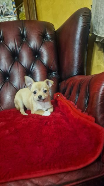 Chihuahua Maschio pelo corto - Roma