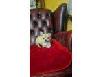 Chihuahua Maschio pelo corto - Roma