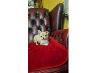 Chihuahua Maschio pelo corto - Roma