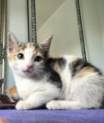 Bellissimi gattini munchkin