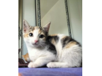 Bellissimi gattini munchkin