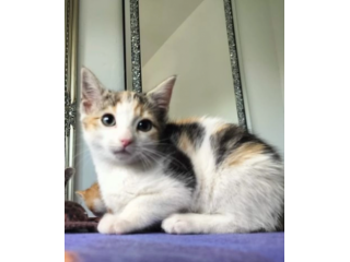 Bellissimi gattini munchkin