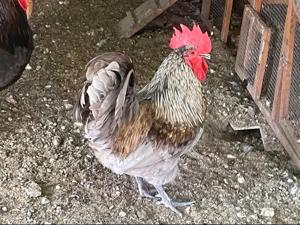 Galline ornamentali, Galli, pulcini e uova feconde. - Foto 2