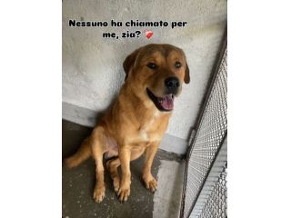 SIGFRIDO DOLCISSIMO CANE IN ADOZIONE