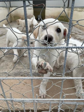 CUCCIOLI 2 MESI SIMIL LABRADOR taglia media - Foto 9
