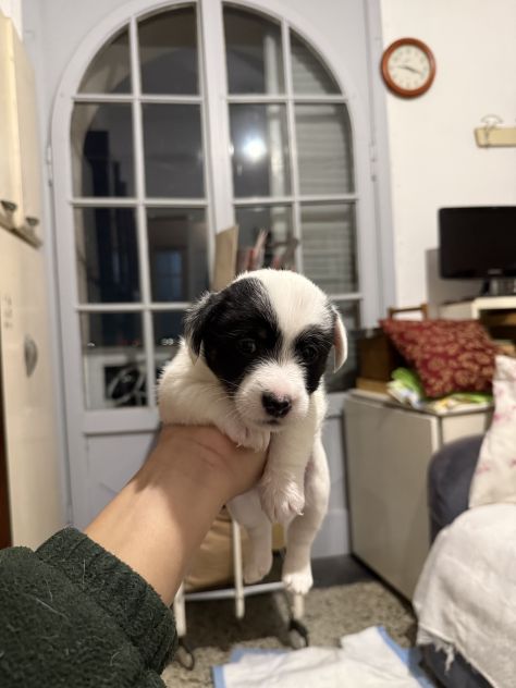 Cuccioli di jack Russell - Foto 9