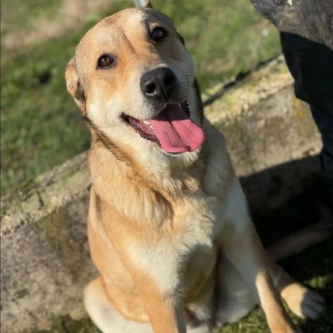 MINERVA splendida ed amorevole CANE IN ADOZIONE - Foto 4