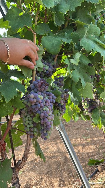 Uva da vino - Foto 3
