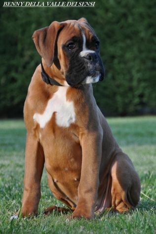 BOXER CUCCIOLI DISPONIBILI - Foto 2
