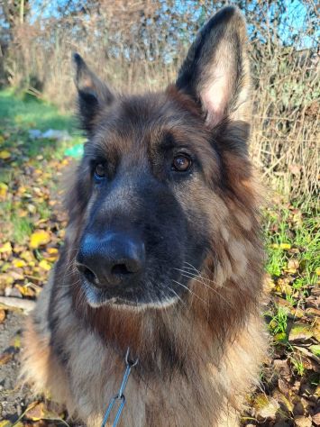 Maxx, bellissimo Pastore Tedesco adulto (a Milano) - Foto 6