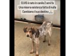 ELVIS E COOKIE CAGNOLINI IN ADOZIONE