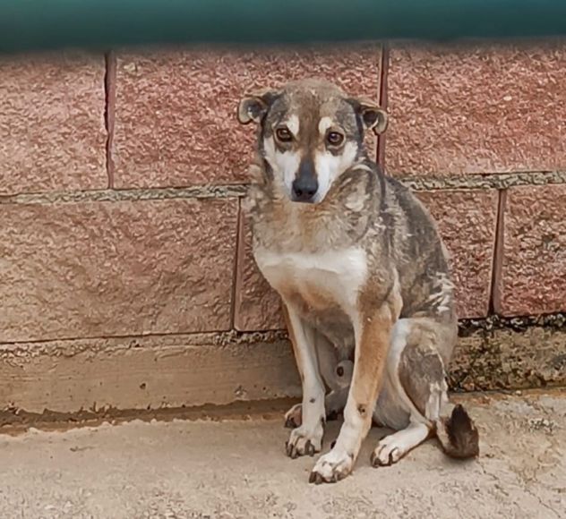 DIK RASSEGNATO NEL SUO ANGOLO: CAGNOLINO IN ADOZIONE TAGLIA MEDIO PICCOLA