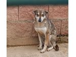 DIK RASSEGNATO NEL SUO ANGOLO: CAGNOLINO IN ADOZIONE TAGLIA MEDIO PICCOLA