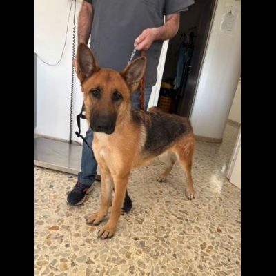 LUNA splendida PT, cane in adozione - Foto 5
