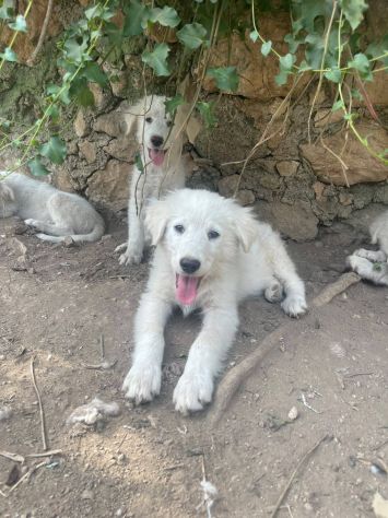 Beppe cucciolo - Foto 3