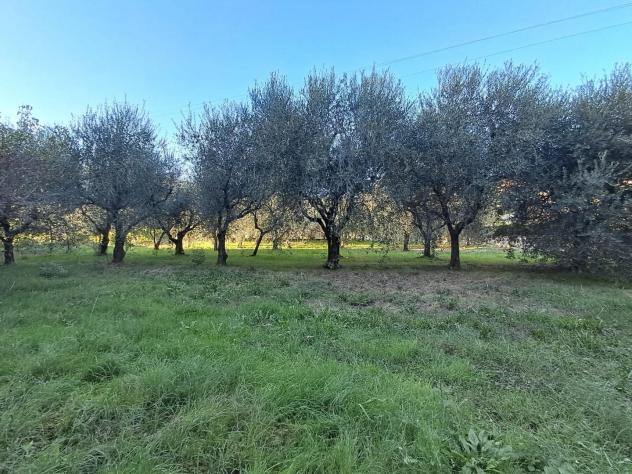Annesso agricolo in vendita a Cascine - Buti 1000 mq Rif: 1449571 - Foto 2