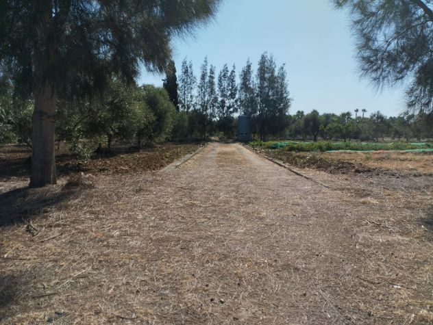 Terreno con 70 alberi d'ulivo - Foto 2