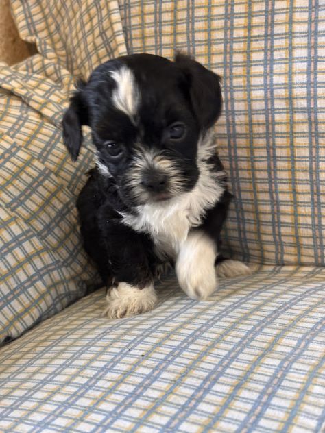Cuccioli di cane Shihpoo - Foto 5
