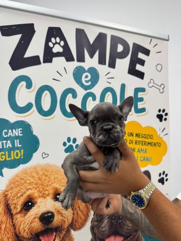 Cuccioli bulldog franesi maschi e femmine blu e blu merle - Foto 3