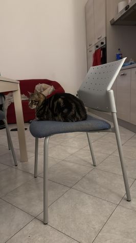 Chico e Icaro, 1 anno, gatti maschi - Foto 2