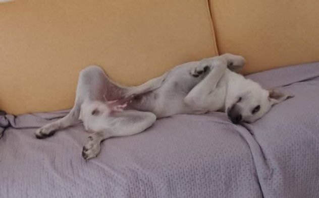 Mix Labrador 5mesi ok gatti URGENTE AIUTO X STALLO O CASA.NUORO - Foto 2