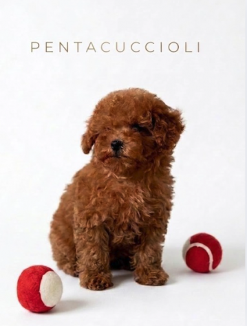Occasione Riservata di Fine Estate -Barboncino toy nano medio