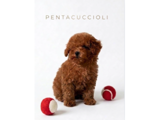 Occasione Riservata di Fine Estate -Barboncino toy nano medio