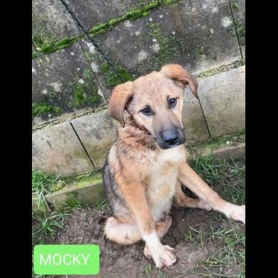 WILLY E MOCKY TENERI E COCCOLONI CUCCIOLI IN ADOZIONE - Foto 3