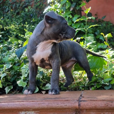 Cuccioli di Amstaff con pedigree in tutta Italia - Foto 3