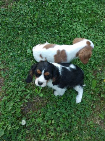 Cuccioli di Cavalier King - Foto 2