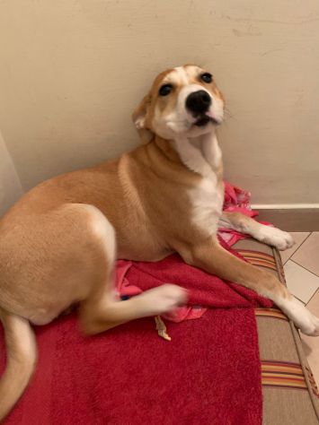 GIOIA, deliziosa cucciola - Foto 6