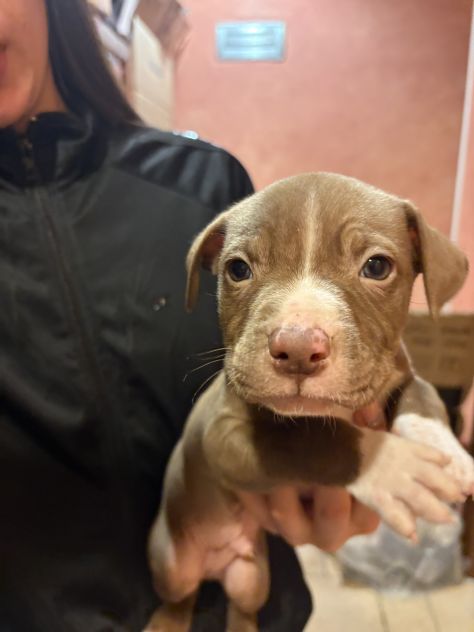 cuccioli di pitbull - Foto 4