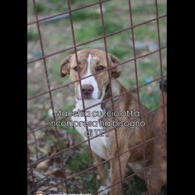 MACCHIA UNA NUOVA VITA PER LEI CAGNOLINA IN ADOZIONE - Foto 6